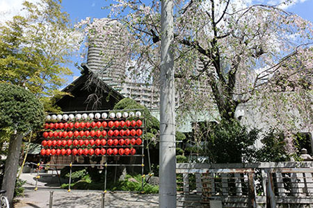 龍神社例祭（さくらまつり）